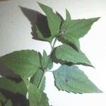 Ocimum americanum Leaf