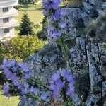 Campanula pyramidalis Συνήθη χαρακτηριστικά