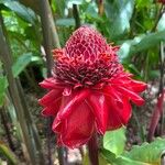 Etlingera elatior Flower