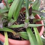 Amaryllis belladonna 葉