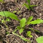 Taraxacum palustre Leht