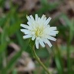 Hypochaeris albiflora Flor