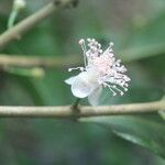 Eugenia stictopetala Fruit