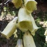 Digitalis grandifloraFlower