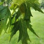 Acer saccharinum Листок