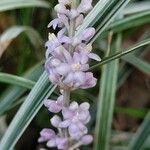 Liriope spicata Floare