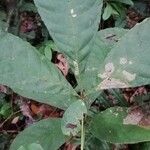 Vitex grandifolia Folha