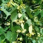 Tilia mongolica 花