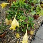 Solandra longiflora Habit