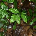 Selaginella parkeri Hábito