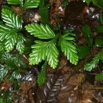 Selaginella parkeri Облик