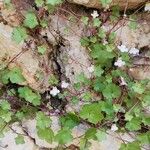 Cymbalaria muralisЛист