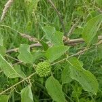 Smilax herbacea ഇല