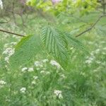 Hovenia dulcis Frunză