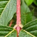 Weigela hortensis Bark