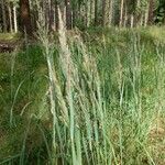 Calamagrostis epigejosFlower