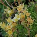 Saxifraga exarata 花