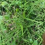 Leersia virginica Leaf