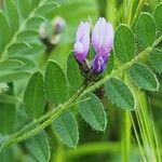 Astragalus asterias 花