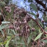 Eucalyptus sideroxylon Gyümölcs