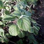 Plectranthus parviflorus Leaf