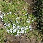 Veronica repens Habit