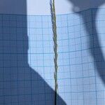 Vulpia unilateralis 花