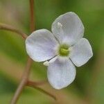 Veronica scutellata Λουλούδι