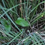 Parnassia grandifolia Leaf