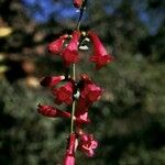 Penstemon utahensis 花