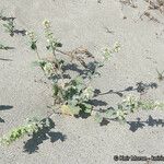 Dithyrea californica Агульны выгляд