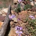 Matthiola lunata Flor