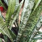 Sansevieria zeylanica ഇല