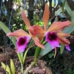 Cattleya tenebrosa 花