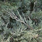 Juniperus horizontalis Levél