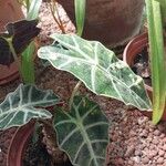 Alocasia × mortfontanensis