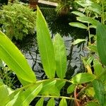 Hedychium coronarium Leaf