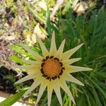 Gazania rigensFlors