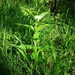 Vincetoxicum hirundinaria Habit