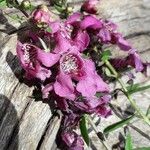 Angelonia biflora Blüte