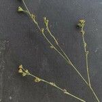 Bupleurum tenuissimum फल