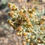 Artemisia thuscula Fruit