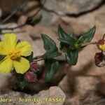 Helianthemum marifolium Kita