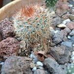 Echinocereus dasyacanthus Лист