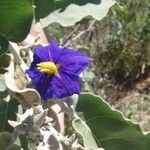 Solanum lycocarpum Flower
