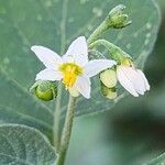 Solanum nigrumBlomst