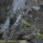 Silene borderei Flor