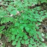 Thalictrum dioicum Hoja