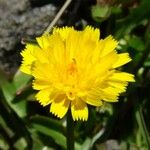Scorzoneroides pyrenaica Fleur