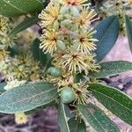 Boscia mossambicensis Φρούτο